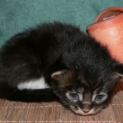 Photo de Maine coon