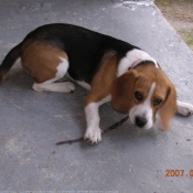 Photo de Beagle