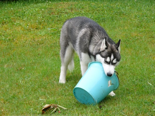 Photo de Husky siberien