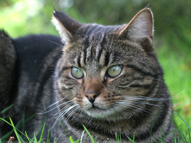 Photo de Chat domestique