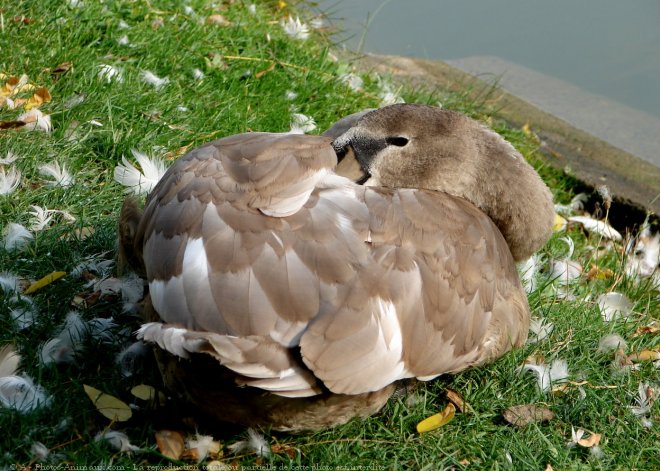 Photo de Cygne