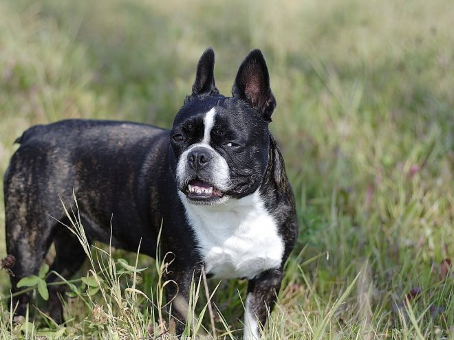 Photo de Boston terrier