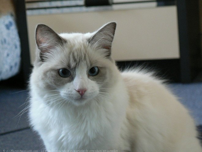 Photo de Ragdoll