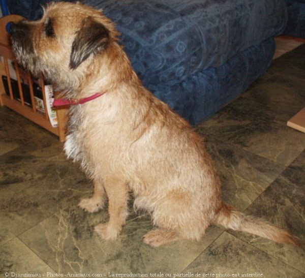 Photo de Border terrier