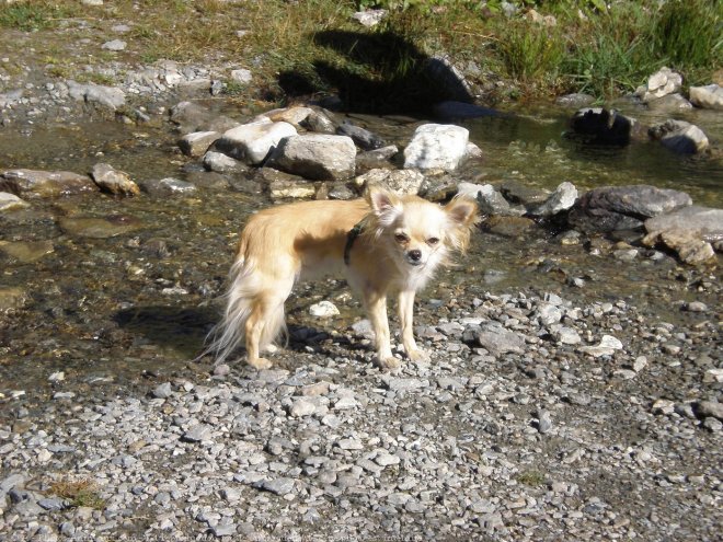 Photo de Chihuahua  poil long