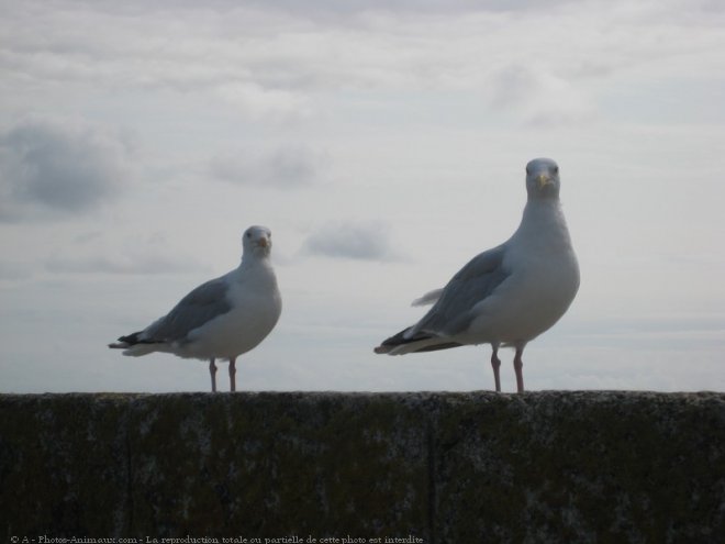 Photo de Goeland