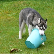 Photo de Husky siberien