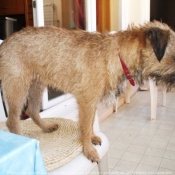 Photo de Border terrier