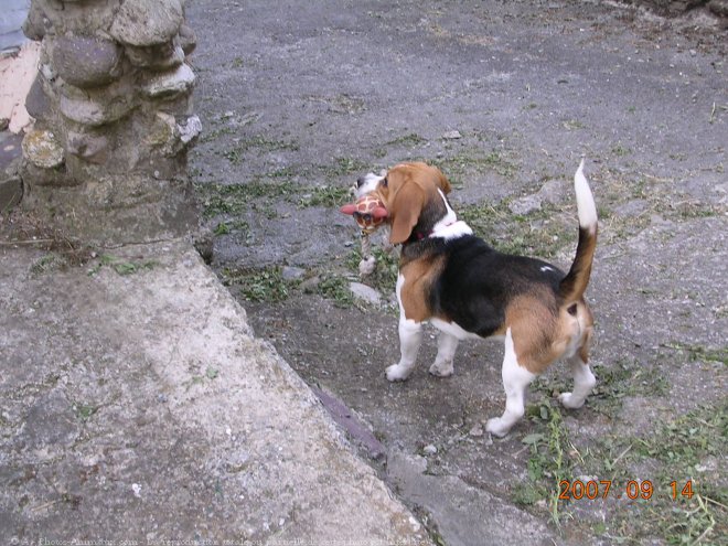 Photo de Beagle