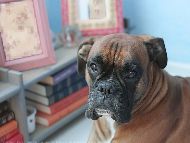 Photo de Boxer