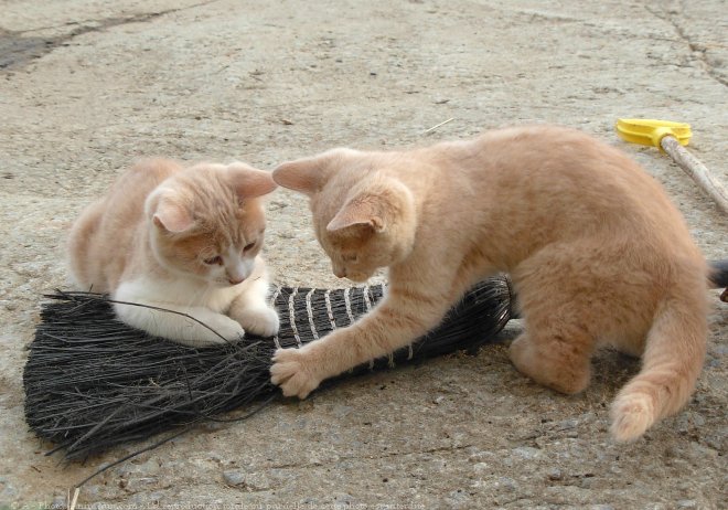 Photo de Chat domestique