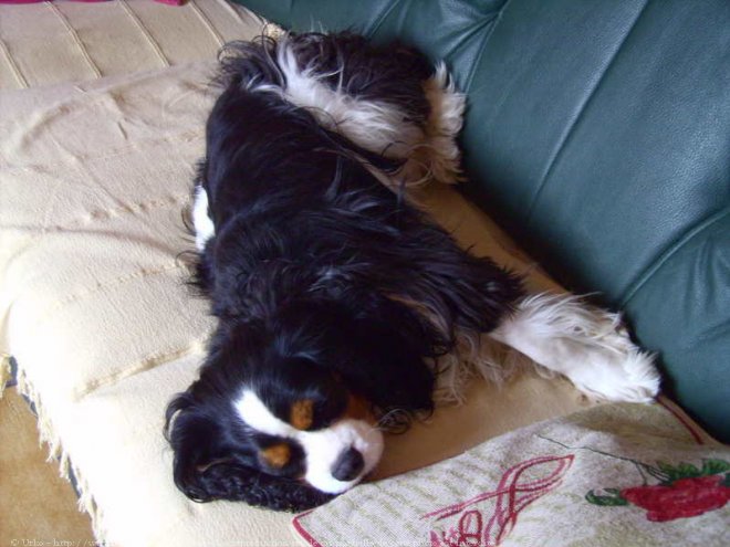 Photo de Cavalier king charles spaniel