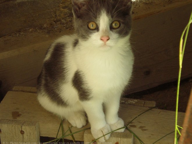 Photo de Chat domestique