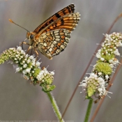 Photo de Papillon - damier noir