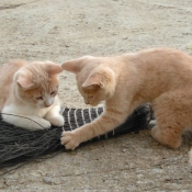 Photo de Chat domestique