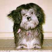 Photo de Shih tzu