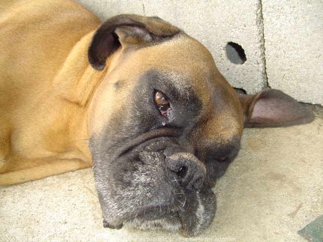 Photo de Boxer