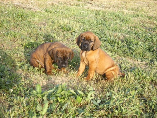 Photo de Chien de recherche au sang de hanovre