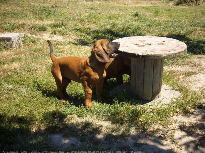 Photo de Chien de recherche au sang de hanovre