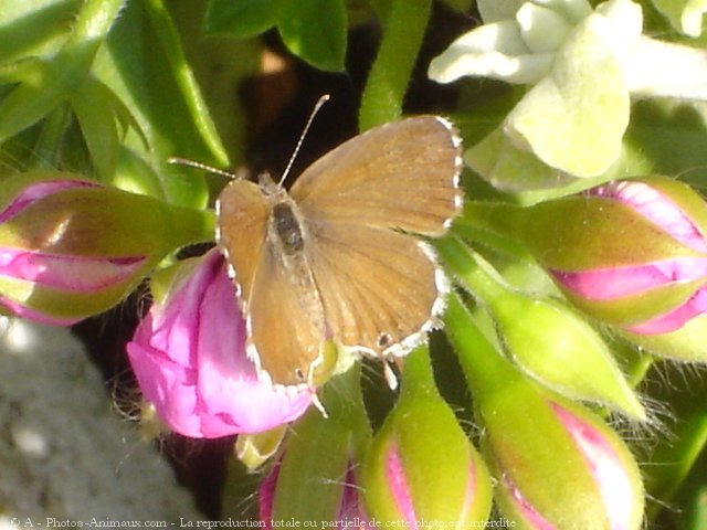 Photo de Papillon