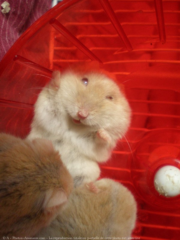 Photo de Hamster