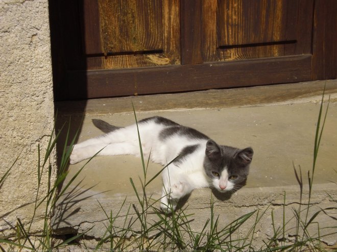 Photo de Chat domestique