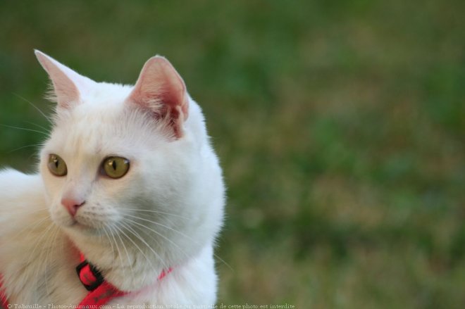 Photo de Chat domestique