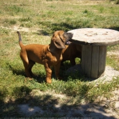 Photo de Chien de recherche au sang de hanovre