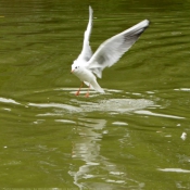 Photo de Mouette