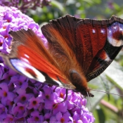 Photo de Papillon - paon du jour