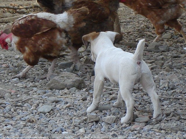 Photo de Jack russell terrier