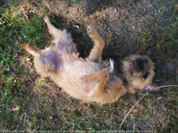 Photo de Border terrier