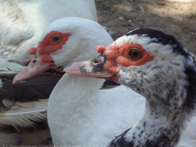 Photo de Canard