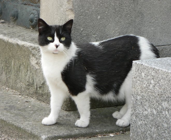 Photo de Chat domestique