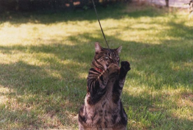 Photo de Chat domestique