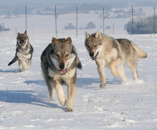 Photo de Chien loup tchcoslovaque