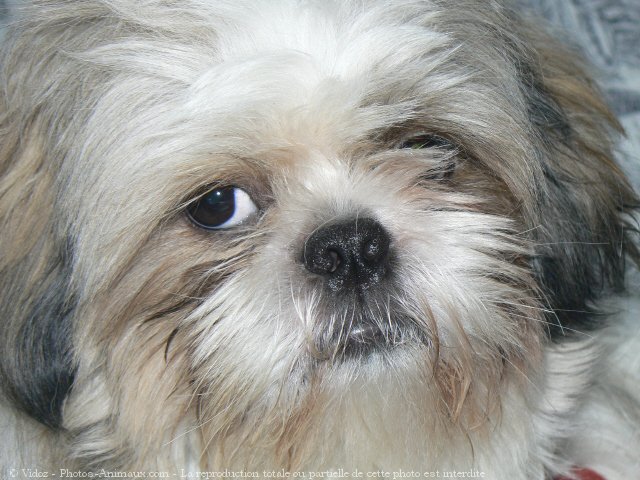 Photo de Shih tzu