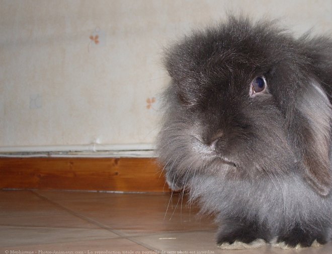 Photo de Lapin