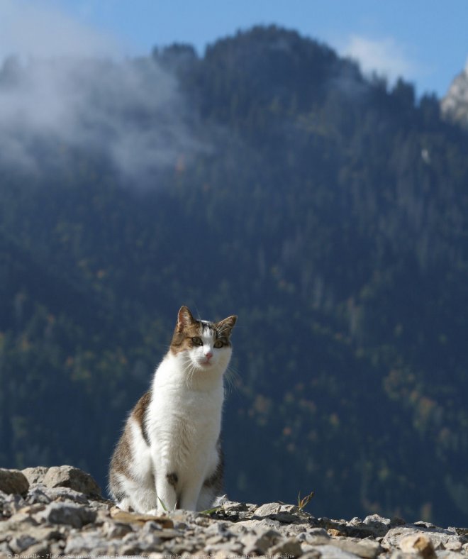 Photo de Chat domestique