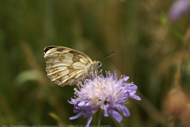 Photo de Papillon