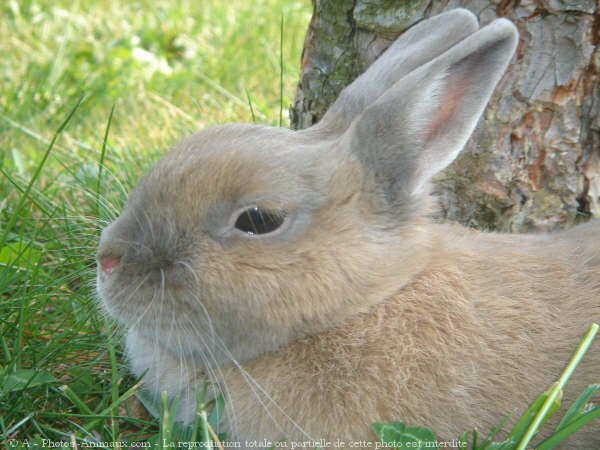 Photo de Lapin