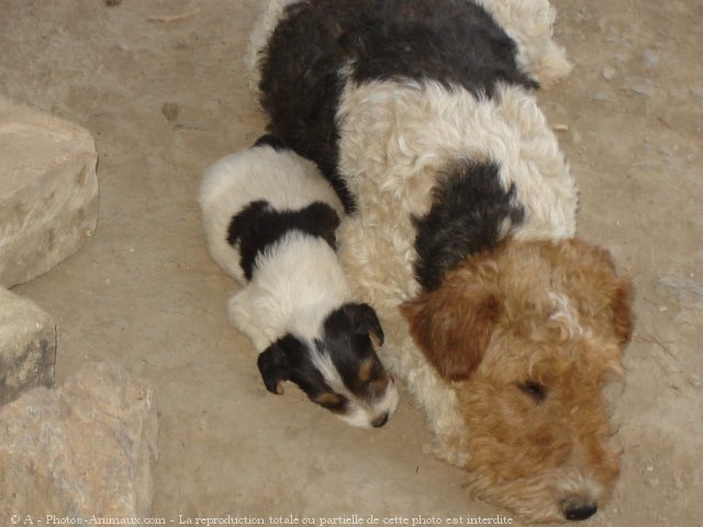 Photo de Fox terrier  poil dur