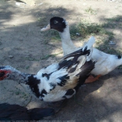 Photo de Canard