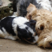 Photo de Fox terrier  poil dur