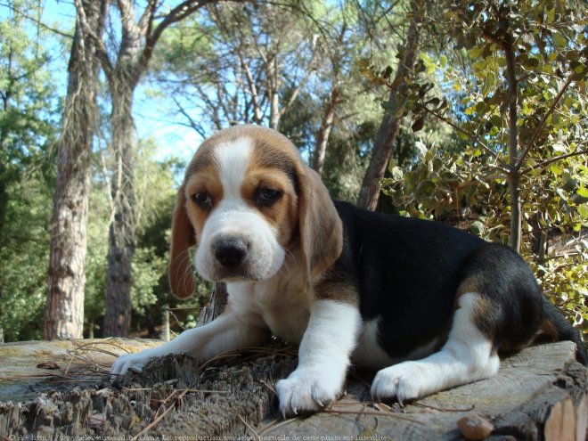 Photo de Beagle