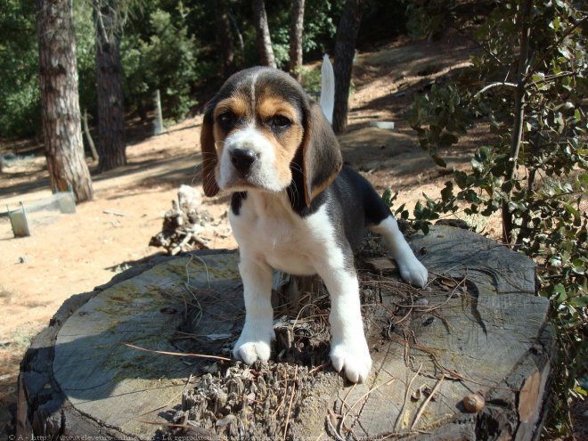 Photo de Beagle