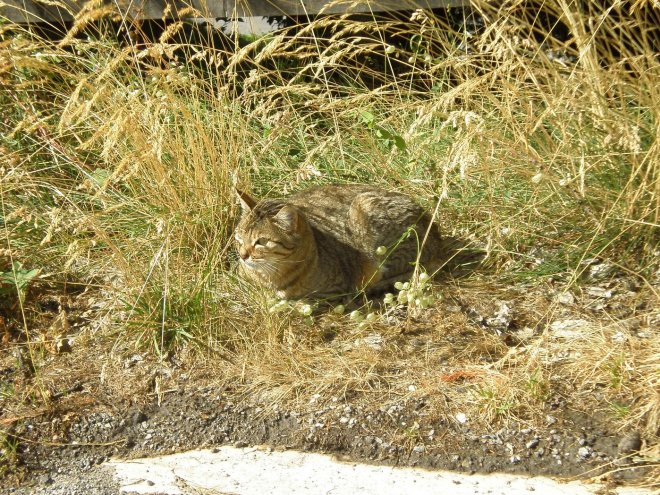 Photo de Chat domestique