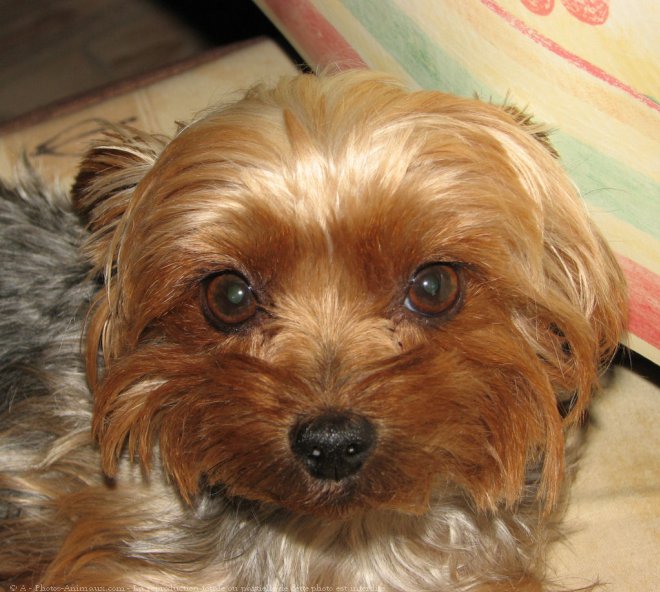 Photo de Yorkshire terrier