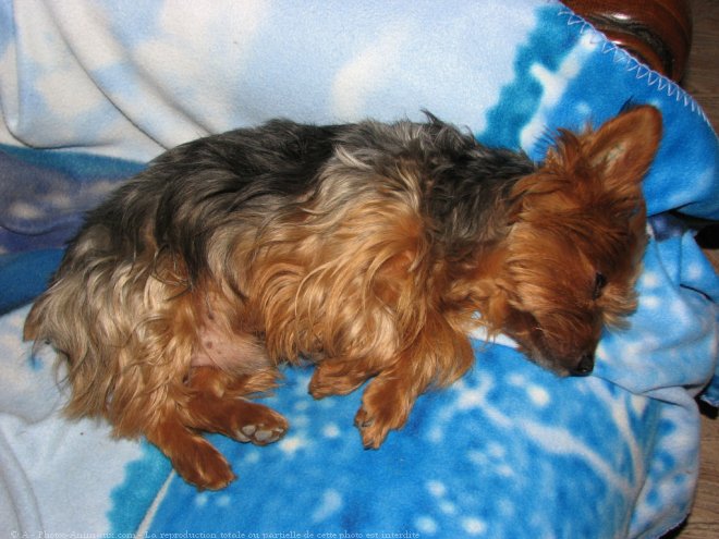 Photo de Yorkshire terrier