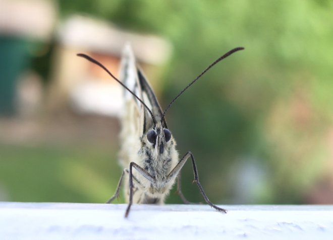 Photo de Papillon - demi deuil